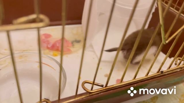Ласка . Найденыш. смотреть онлайн