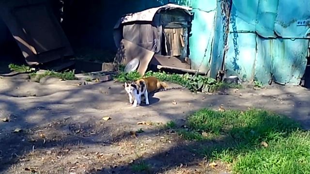 Кошка и собака =) смотреть онлайн