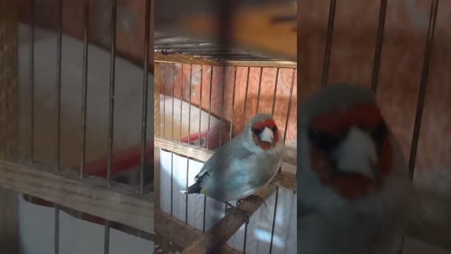 Седоголовый Щегол смотреть онлайн
