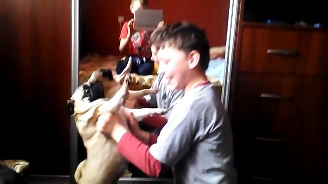 Собака танцует смотреть онлайн