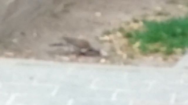 Киев. Сквер им. В.Чкалова. ч.3.  Сойка.   04.07.2018.