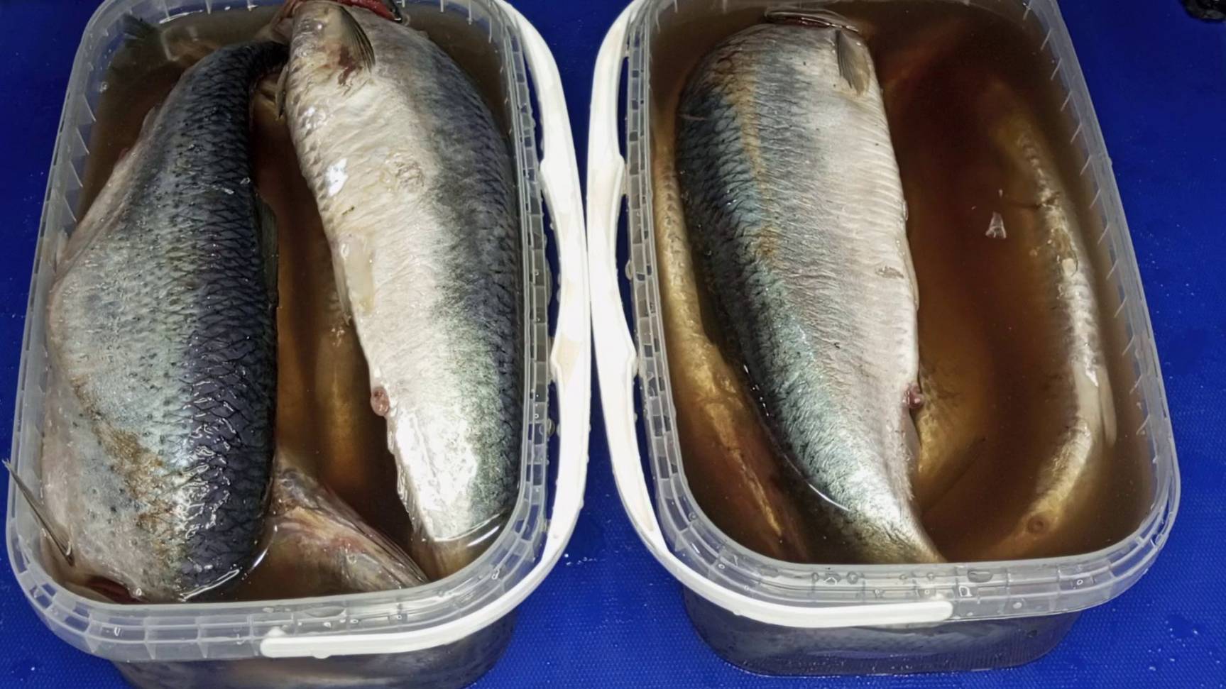 СЕЛЬДЬ В ВЕДРЕ ПРЕСЕРВЫ #boosty смотреть онлайн