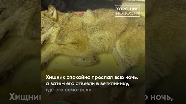 В Кунгуре спасли волка, приняв его за собаку смотреть онлайн