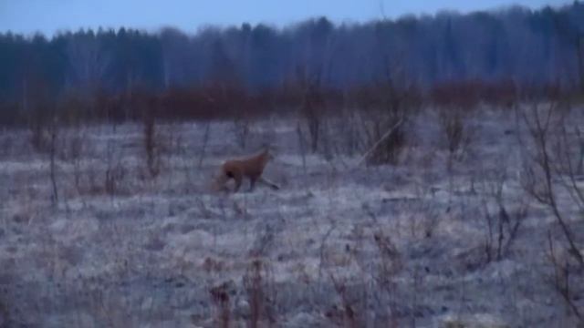 Рысь на тетеревином току смотреть онлайн