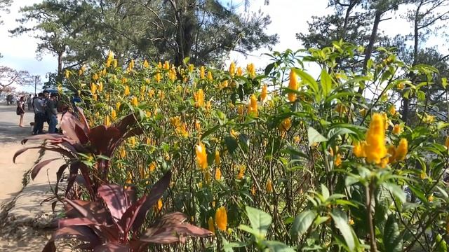 Zhiyun Smooth 4 focus pulling test смотреть онлайн