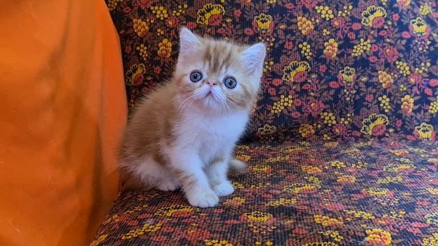 Тимми - рыжий экзот смотреть онлайн