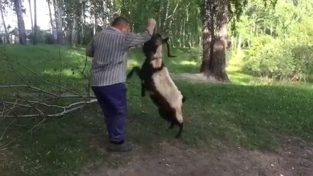 Дрессированный козел.