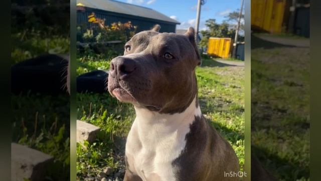 🔥СИМБА 9 месяцев🔥привет из Южнокурильска🔥 #амстафф #питомникаст #amstaff смотреть онлайн