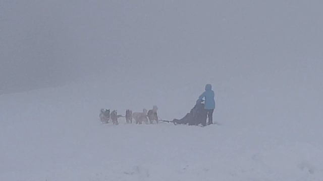 Chiens de traîneau!🌨 Ездовые собаки на снегу!❄ смотреть онлайн