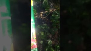 обработка клубники хомом