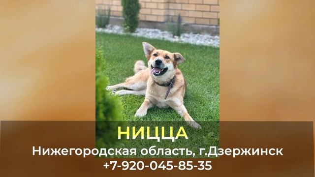 Пропала собака ! НИЦЦА, Нижегородская область , г. Дзержинск смотреть онлайн