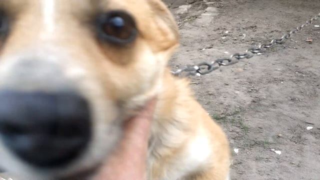 Долгожданная встреча с Дружком! смотреть онлайн