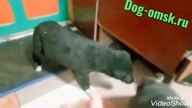 Щенки всегда требуют заботы. смотреть онлайн