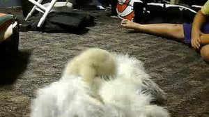 cute puppy rape
