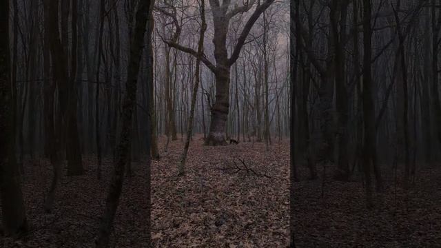 #стаффорд #амстафф #стаффордширскийтерьер #stafford #amstaff #собака #staff #пес смотреть онлайн