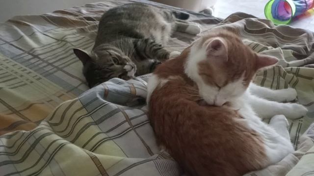 Умывашки смотреть онлайн