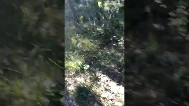 Я гуляю по солнечной тропе смотреть онлайн
