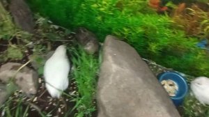 Как освоились китайские расписные перепела в аквариуме?