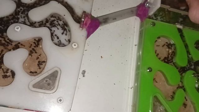 Попоил муравьёв жнецов в муравьиной ферме. смотреть онлайн