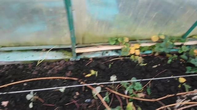 осенние работы на виногднике продолжаются 30.10.2021 смотреть онлайн