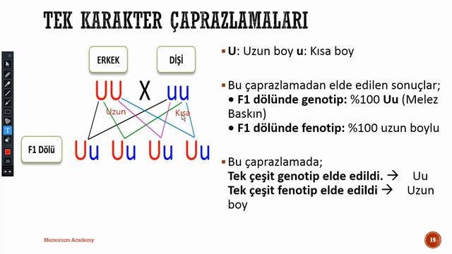 Kromozom ve Kalıtım смотреть онлайн