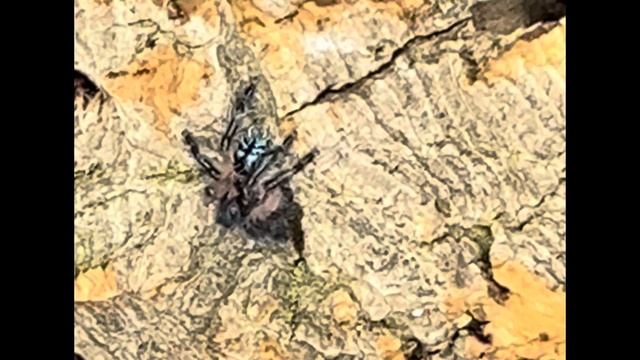 T Seladonia - Brazilian Jewel - The rarest Tarantula in the world. Tarantula Cribs rehousing смотреть онлайн
