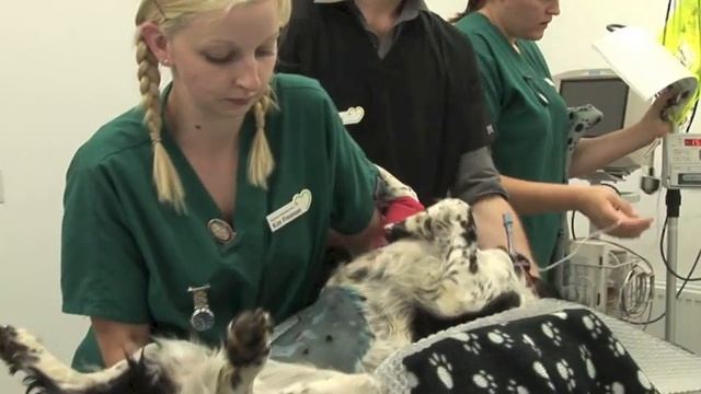 Dog Swallowed a Stone смотреть онлайн