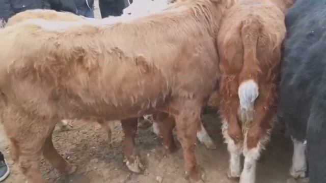 Мол бозор 2020