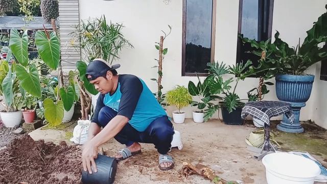 cara tanam lantana di karung bekas vs pot atom смотреть онлайн