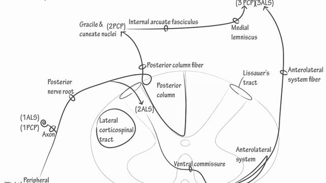 Major Tracts Part 2- Draw it to Know it, Neuroanatomy смотреть онлайн