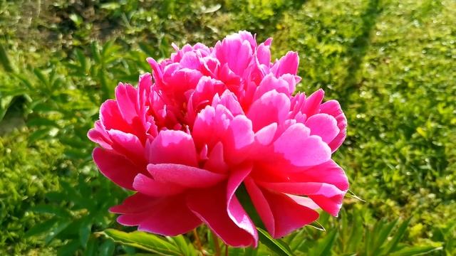 22.06.2021 Прогулка по саду в 6.00. Пение птиц. смотреть онлайн