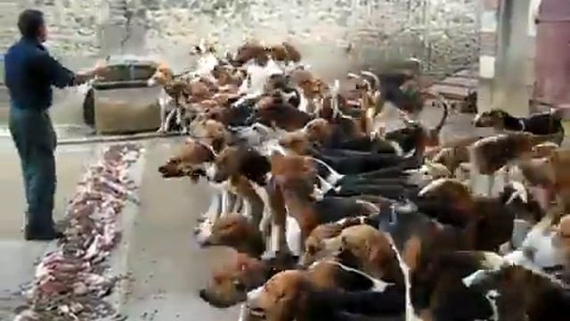 кормежка собак смотреть онлайн