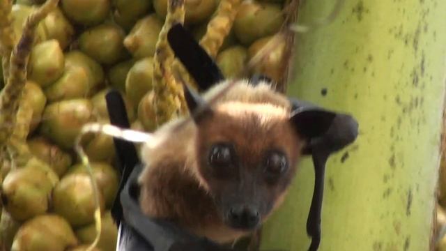 A Flying Fox Bat Looking at Me смотреть онлайн