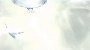 Футаж-Птицы 6