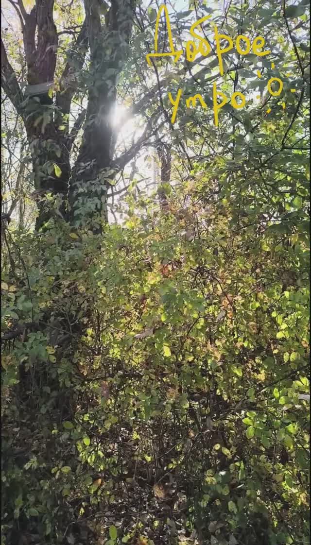 #Доброе_утро #хорошего_дня смотреть онлайн