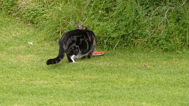 cat eating food on the lawn 2 смотреть онлайн