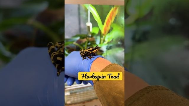 Super Colorful Toad! смотреть онлайн