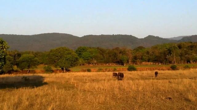 20120120_173948 Karnataka India - Cows смотреть онлайн