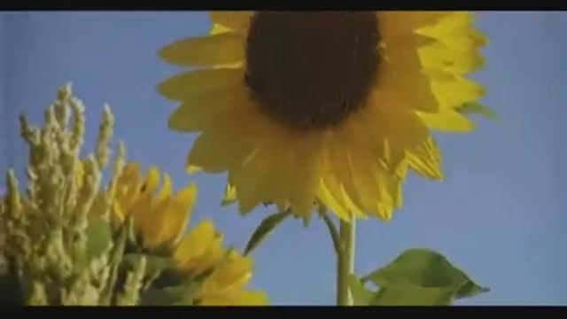 История Амвэй - 5-лет смотреть онлайн