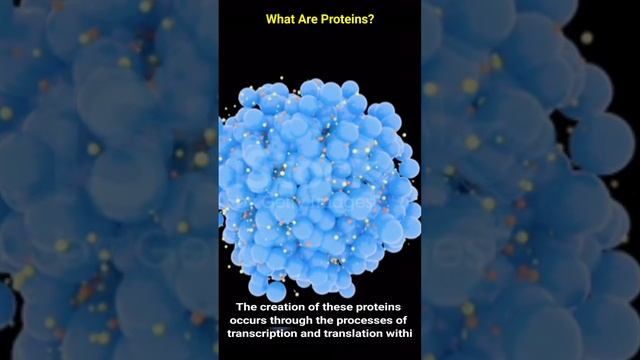 What Are Proteins In Hindi प्रोटीन्स क्या है?#protein смотреть онлайн
