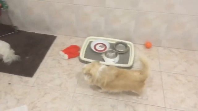 Диалог моих собак + песня смотреть онлайн