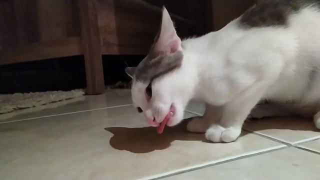 🤪Кошка украла колбасу и была поймана с ней смотреть онлайн
