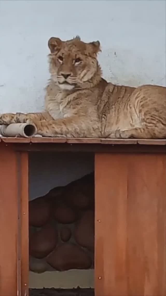 ШЕРХАН заряжает позитивом. Без улыбки не смотреть! #тайган #шерхан #минск #лев #zoo #shortvideo смотреть онлайн