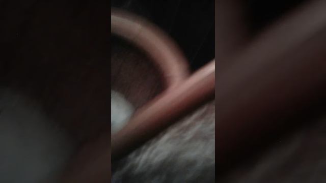 Vlog хомяка побег из клетки 1 часть смотреть онлайн