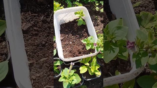Мои петунии и георгины,флоксы!#моирастишки #цветы 🥀🥀🥀 #garden #лето 😎😎😎 смотреть онлайн