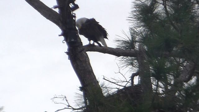 SWFL Eagles_M15 Adds Another Tree When Tandem Stick Gathering 10-30-16 смотреть онлайн