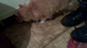 кошка пукает.mp4