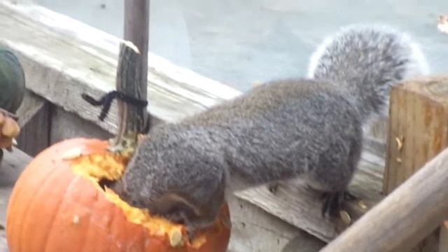 Squirrel Eating Our Halloween Pumpkin / Белка точит нашу тыкву смотреть онлайн
