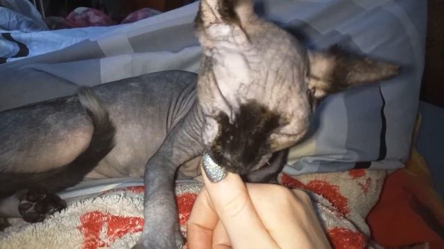 Странности кошки, часть 2. смотреть онлайн