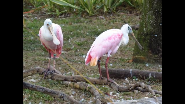 The Roseate spoonbill- Mini documentary, ID, food , how to ID, habitat, nesting, behavior смотреть онлайн